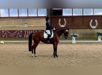 Belgian Warmblood, Gelding, 10 years, 16,2 hh, Brown