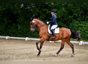 Belgian Warmblood, Gelding, 10 years, 16,2 hh, Brown