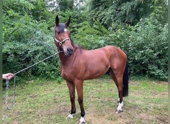 Belgian Warmblood, Gelding, 10 years, 16,2 hh, Brown