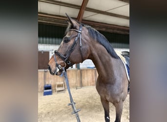 Belgian Warmblood, Gelding, 10 years, 17.2 hh, Brown
