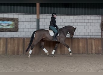 Belgian Warmblood, Gelding, 10 years, 17.2 hh, Brown