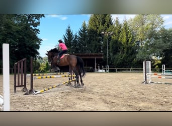 Belgian Warmblood, Gelding, 10 years, 17,2 hh, Brown