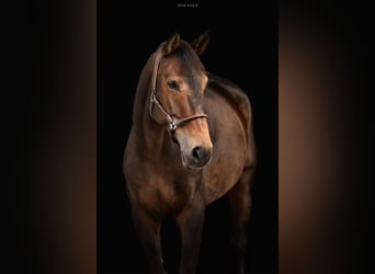 Belgian Warmblood, Gelding, 10 years, 17,2 hh, Brown