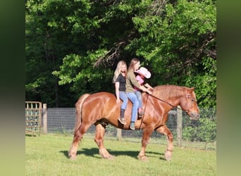 Belgian Warmblood, Gelding, 10 years, 17 hh, Chestnut