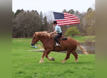 Belgian Warmblood, Gelding, 10 years, 17 hh, Chestnut