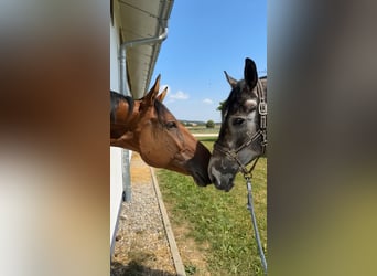 Belgian Warmblood, Gelding, 10 years, 18 hh, Brown