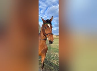 Belgian Warmblood, Gelding, 10 years, 18 hh, Brown