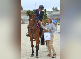 Belgian Warmblood, Gelding, 11 years, 15,3 hh, Brown