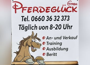 Belgian Warmblood, Gelding, 11 years, 16.2 hh, Black