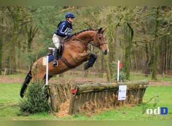 Belgian Warmblood, Gelding, 11 years, 16,1 hh, Brown