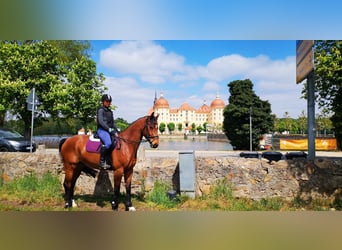 Belgian Warmblood, Gelding, 11 years, 16,1 hh, Brown