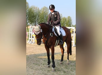 Belgian Warmblood, Gelding, 11 years, 16,1 hh, Brown