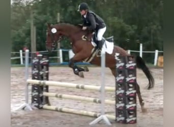 Belgian Warmblood, Gelding, 11 years, 16,1 hh, Brown