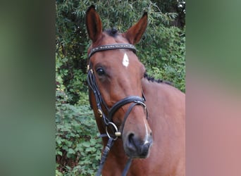 Belgian Warmblood, Gelding, 11 years, 16,1 hh, Brown