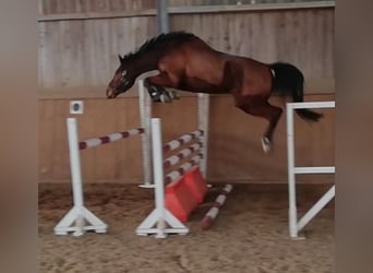 Belgian Warmblood, Gelding, 11 years, 16,1 hh, Brown