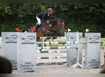 Belgian Warmblood, Gelding, 11 years, 16,2 hh, Bay-Dark