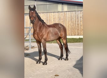 Belgian Warmblood, Gelding, 11 years, 16,2 hh, Brown