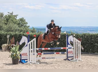 Belgian Warmblood, Gelding, 12 years, 16,2 hh, Brown