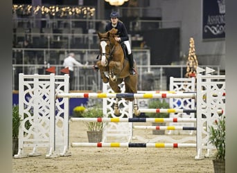 Belgian Warmblood, Gelding, 12 years, 16.2 hh, Chestnut