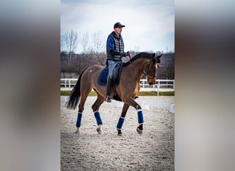 Belgian Warmblood, Gelding, 12 years, 16.3 hh, Bay