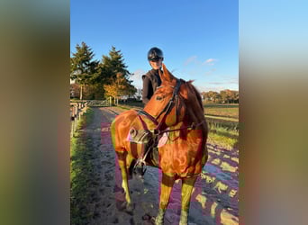Belgian Warmblood, Gelding, 12 years, 16 hh, Chestnut-Red