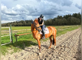 Belgian Warmblood, Gelding, 12 years, 16 hh, Chestnut-Red