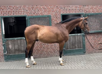 Belgian Warmblood, Gelding, 12 years, 17.1 hh, Brown