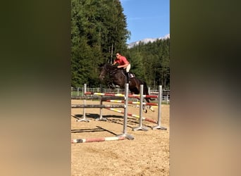 Belgisches Warmblut, Wallach, 12 Jahre, 17,1 hh, Schwarzbrauner