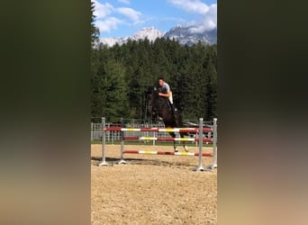 Belgisches Warmblut, Wallach, 12 Jahre, 17,1 hh, Schwarzbrauner