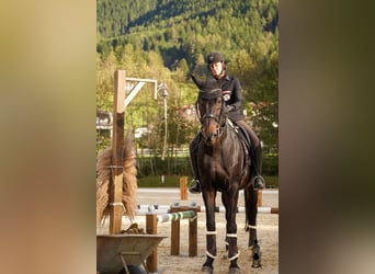 Belgisches Warmblut, Wallach, 12 Jahre, 17,1 hh, Schwarzbrauner