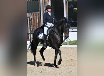 Belgisches Warmblut, Wallach, 12 Jahre, 17,1 hh, Schwarzbrauner