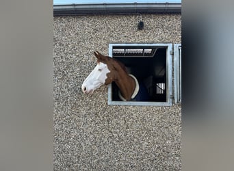 Belgian Warmblood, Gelding, 12 years, 17.2 hh, Chestnut-Red