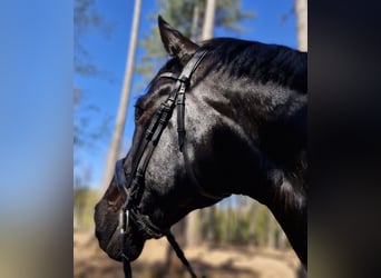 Belgian Warmblood, Gelding, 12 years, 17 hh, Black