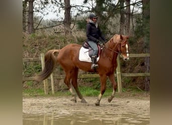 Belgian Warmblood, Gelding, 13 years, 16 hh, Chestnut-Red