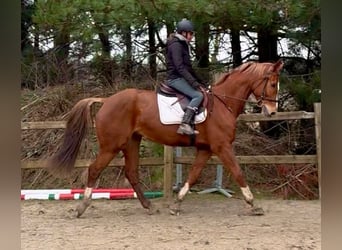 Belgian Warmblood, Gelding, 13 years, 16 hh, Chestnut-Red