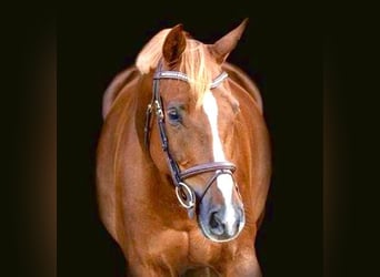 Belgian Warmblood, Gelding, 13 years, 16 hh, Chestnut-Red