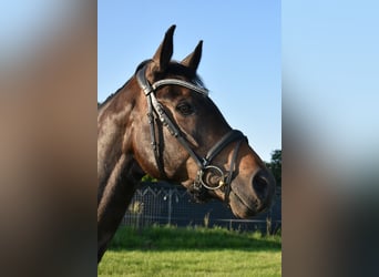 Belgian Warmblood, Gelding, 13 years, 16,2 hh, Bay-Dark