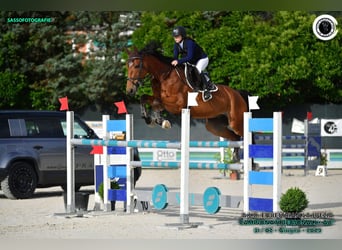 Belgian Warmblood, Gelding, 13 years, 17 hh, Brown