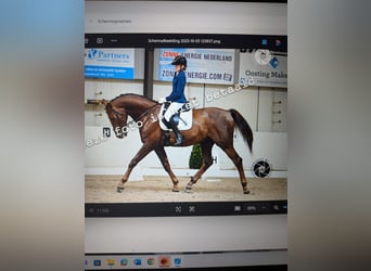 Belgian Warmblood, Gelding, 13 years, 17 hh, Chestnut
