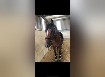 Belgian Warmblood Mix, Gelding, 14 years, 15.1 hh, Brown