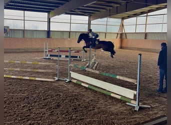 Belgian Warmblood Mix, Gelding, 14 years, 15.1 hh, Brown