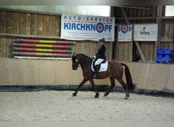 Belgian Warmblood Mix, Gelding, 14 years, 15,1 hh, Brown