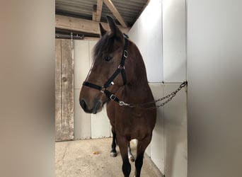 Belgian Warmblood Mix, Gelding, 14 years, 15,1 hh, Brown