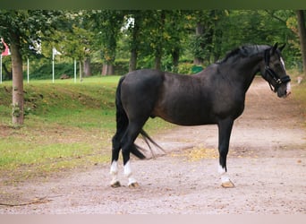 Belgian Warmblood, Gelding, 14 years, 16,1 hh, Black