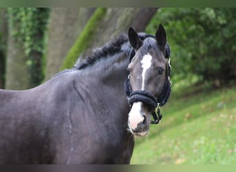 Belgian Warmblood, Gelding, 14 years, 16,1 hh, Black