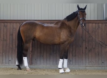 Belgian Warmblood, Gelding, 14 years, 16,2 hh, Bay