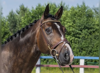 Belgian Warmblood, Gelding, 14 years, 16 hh, Brown