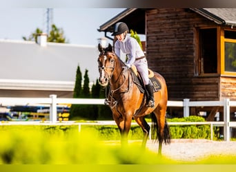 Belgian Warmblood, Gelding, 14 years, 16 hh, Brown