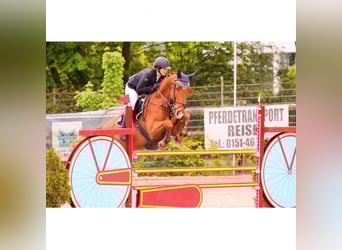 Belgian Warmblood, Gelding, 14 years, 16 hh, Chestnut-Red