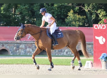 Belgian Warmblood, Gelding, 14 years, 17.1 hh, Chestnut-Red